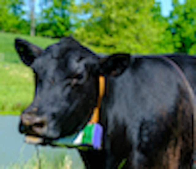 Black cow with collar