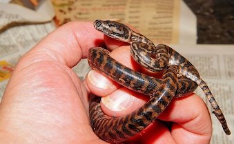 snake id