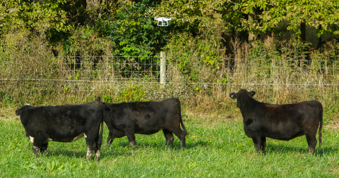 Drone moving cattle