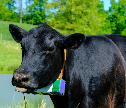 UAV Biometrics in Cattle